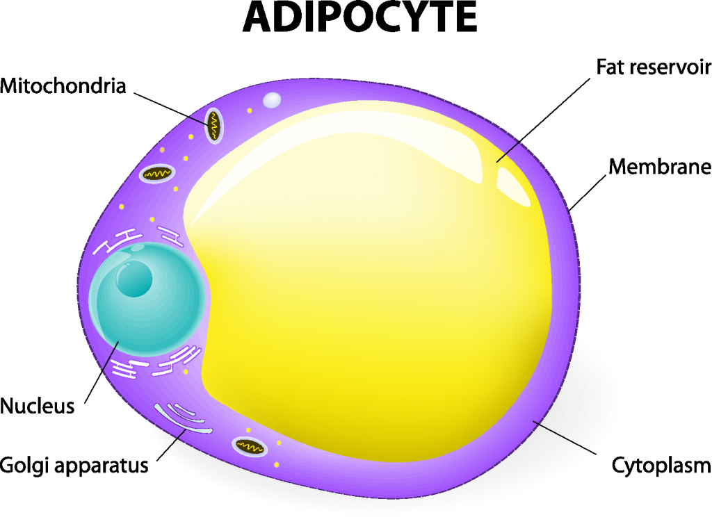Fat Cell -Enlarged View showing cell membrane