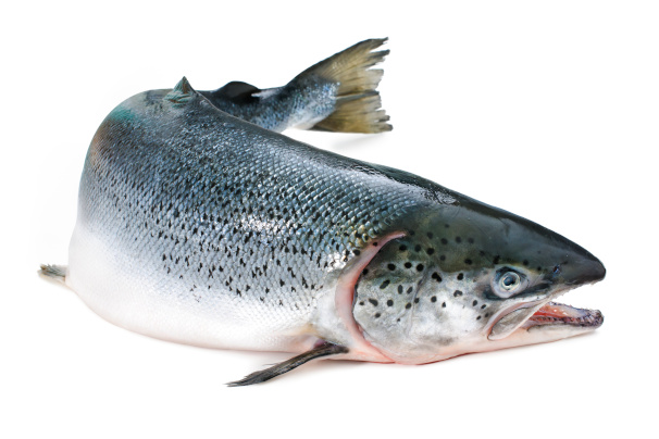 selenium rich foods include atlantic salmon