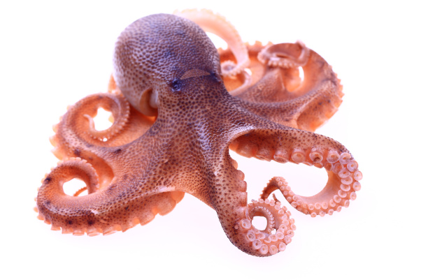 octopus are yet another selenium rich food
