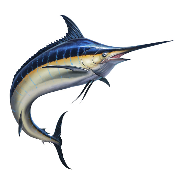 swordfish are another selenium rich food