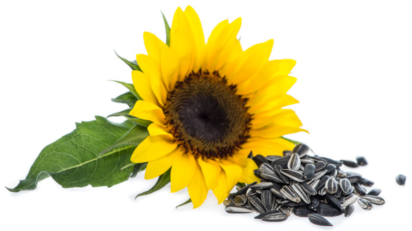 selenium rich foods include sunflower seeds