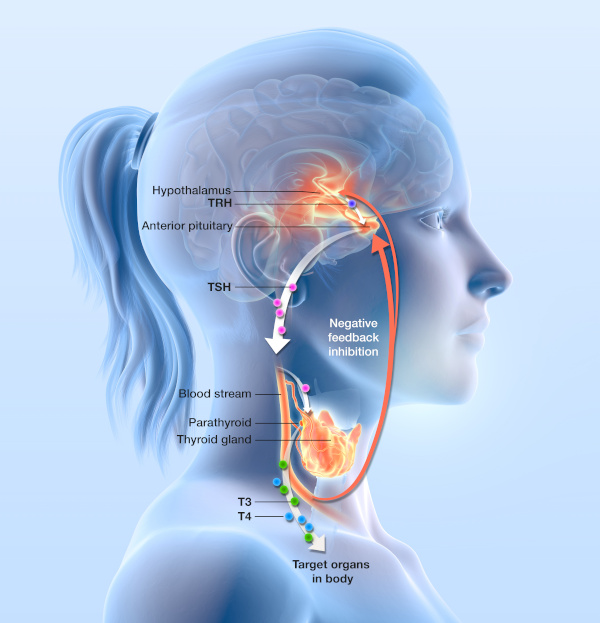 selenium benefits for thyroid - thyroid gland diagram shows connections between thyroid gland, hypothalamus and pituitary gland in the control and release of hormones.